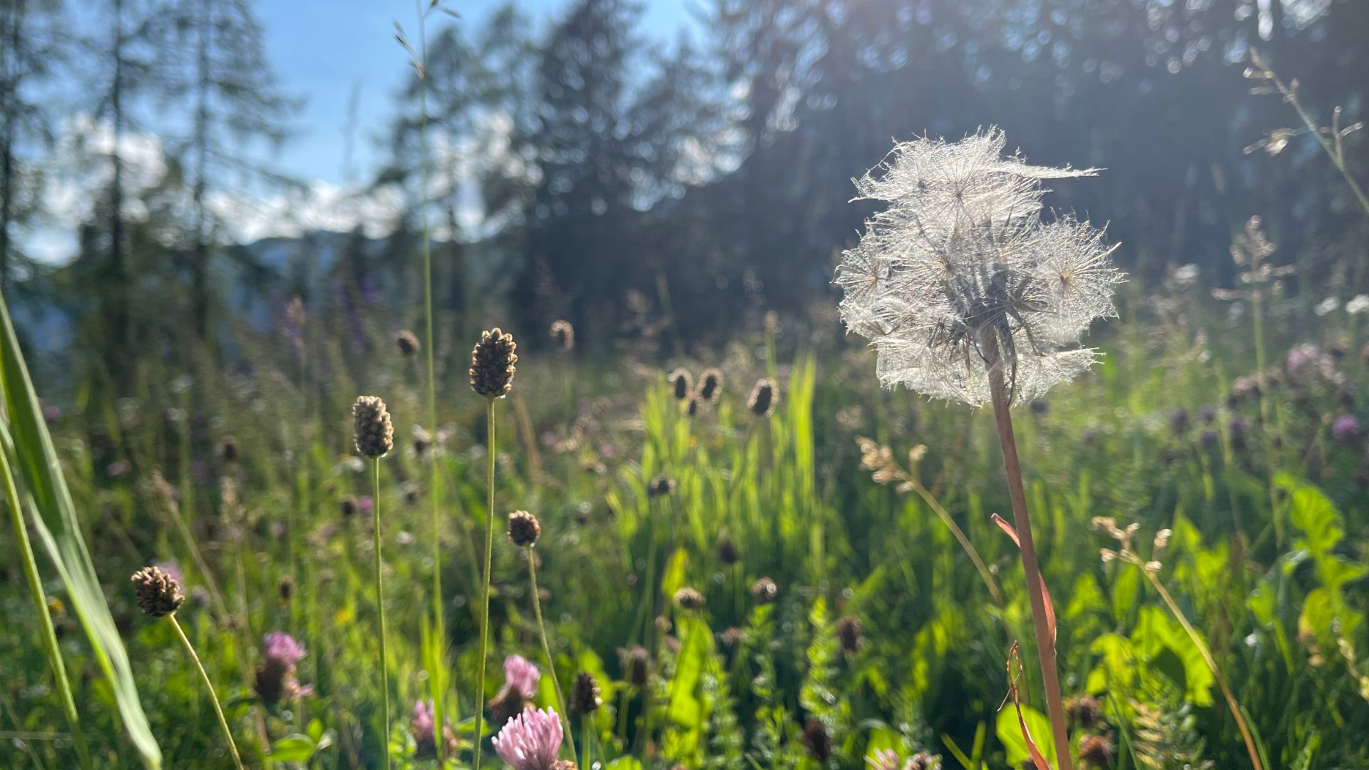 Sommerwiese