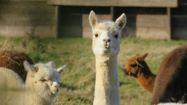 Lama Trekking