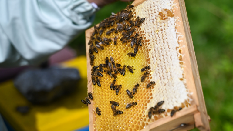Die Welt der Bienen