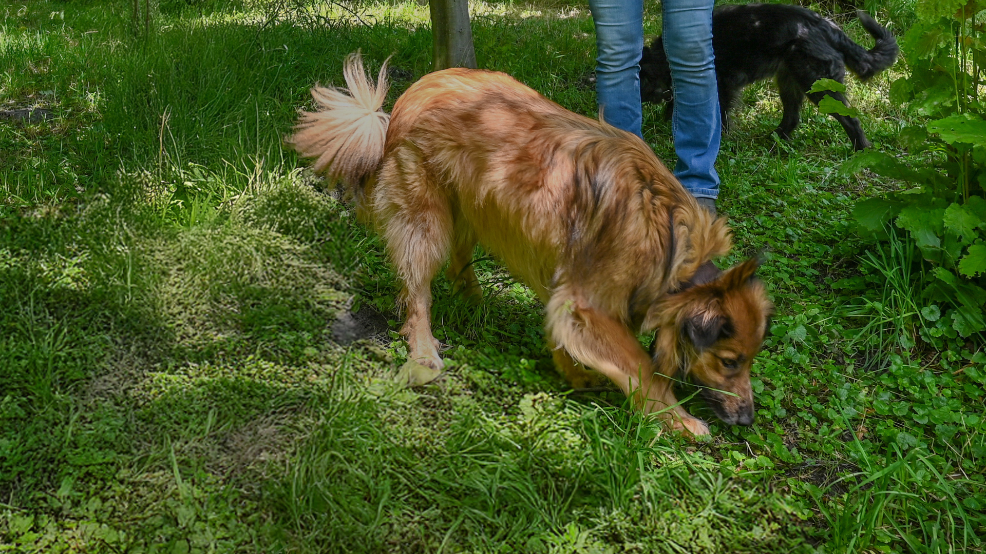 Hund sucht Trüffel